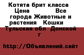 Котята брит класса › Цена ­ 20 000 - Все города Животные и растения » Кошки   . Тульская обл.,Донской г.